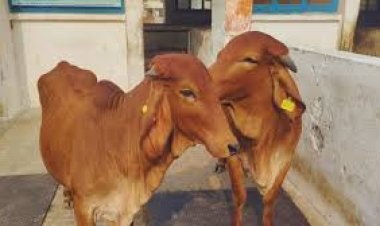 गायों के चारे के लिए अब प्रतिदिन 40 रुपये मिलेगा