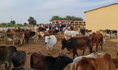 MP NEWS : 71 करोड़ से बन रहा प्रदेश का सबसे बड़ा गौधाम,1303 एकड़ में हो रहा तैयार