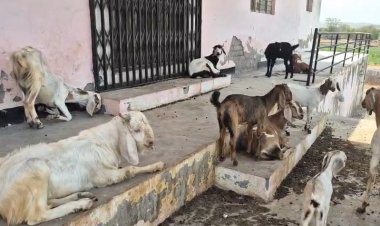 MP News: छात्रावास में बच्चों की जगह दिख रही बकरियां, भवन का आज तक नहीं हुआ उपयोग