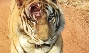 MP NEWS : हमला या टेरिटरी फाइट बाघ के सिर पर गंभीर चोट