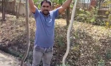 MP News: 2 सांपों ने किया हाईवे जाम, युवक ने किया रेस्क्यू