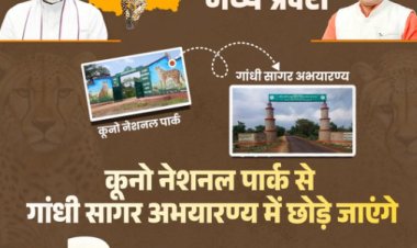 MP NEWS : CM डॉ.मोहन यादव की वन्य जीव संरक्षण की दिशा में बड़ी सौगात, गांधी सागर अभ्यारण्य चीतों का नया आशियाना