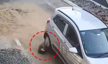 MP News: भोपाल में लोको पायलट ने कुत्ते को कुचला, तड़प-तड़प कर मौत