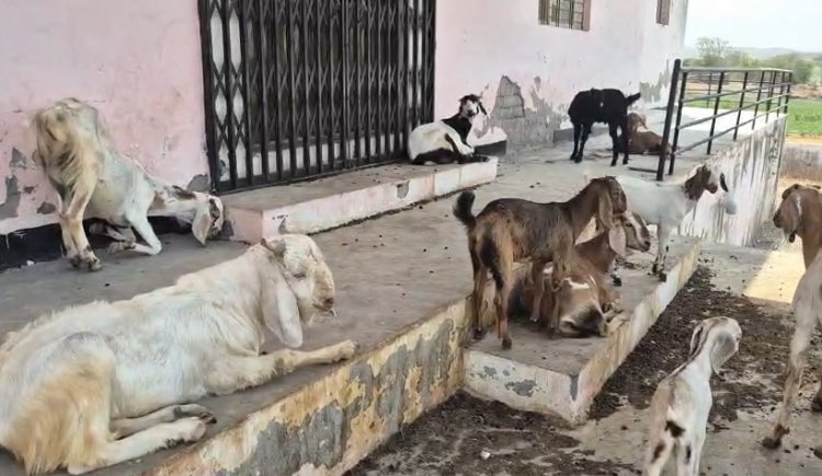 MP News: छात्रावास में बच्चों की जगह दिख रही बकरियां, भवन का आज तक नहीं हुआ उपयोग