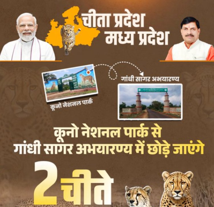 MP NEWS : CM डॉ.मोहन यादव की वन्य जीव संरक्षण की दिशा में बड़ी सौगात, गांधी सागर अभ्यारण्य चीतों का नया आशियाना