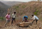 Tigress Died : बुरहानपुर जंगल में मृत मिली गर्भवती बाघिन, जांच जारी