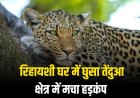 रिहायशी घर में घुसा तेंदुआ, क्षेत्र में मचा हड़कंप
