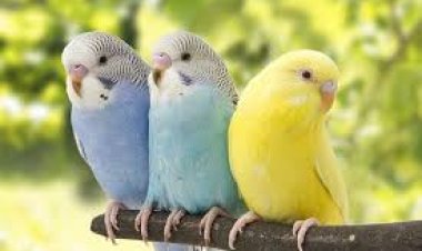 भोपाल में Budgerigar टूर्नामेंट का भव्य आयोजन
