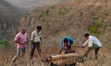 Tigress Died : बुरहानपुर जंगल में मृत मिली गर्भवती बाघिन, जांच जारी