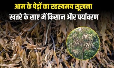 आम के पेड़ों का रहस्यमय सूखना, खतरे के साए में किसान और पर्यावरण