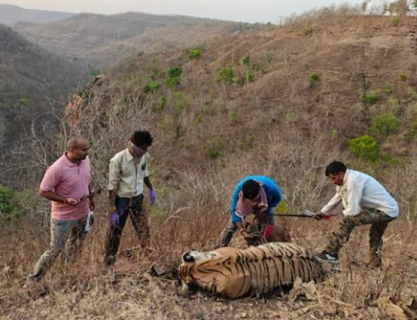 Tigress Died : बुरहानपुर जंगल में मृत मिली गर्भवती बाघिन, जांच जारी