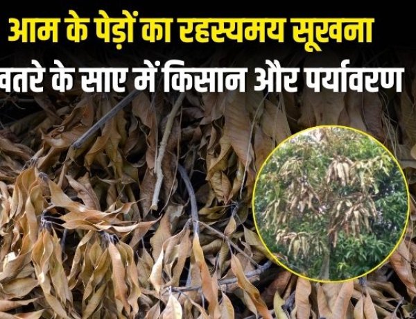 आम के पेड़ों का रहस्यमय सूखना, खतरे के साए में किसान और पर्यावरण