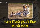 T-02 जिसने बाघों की उम्मीद को पुनर्जीवित किया, पन्ना की दादी मां अब खामोश हो गई