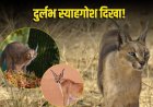 गांधी सागर अभ्यारण्य में दिखा दुर्लभ 'स्याहगोश', संरक्षण में बड़ी सफलता