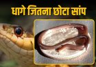 20 साल बाद मिला दुनिया का सबसे छोटा सांप