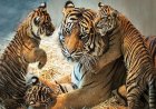 आज देशभर में मनाया जा रहा अंतरराष्ट्रीय बाघ दिवस