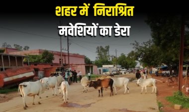 मऊगंज एवं रीवा में सड़क से लेकर खेत तक निराश्रित मवेशियों का डेरा