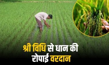 श्री विधि में  कम पानी, कम बीज और बिना खरपतवार के धान का होता है अच्छा उत्पादन