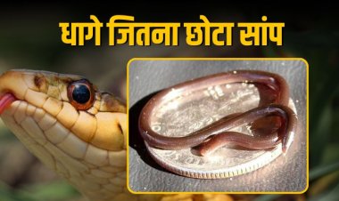 20 साल बाद मिला दुनिया का सबसे छोटा सांप