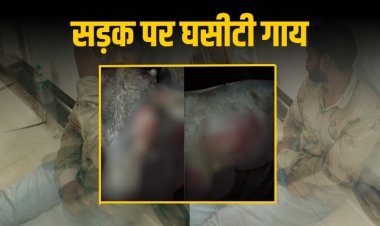 रीवा में गौ क्रूरता: गाय को ऑटो से बांधकर घसीटा वीडियो वायरल