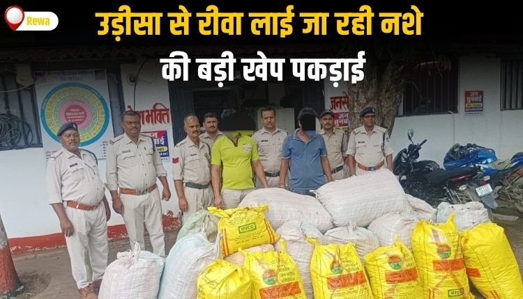 उड़ीसा से रीवा लाई जा रही नशे की बड़ी खेप पकड़ाई ट्रक से 4 क्विंटल 48 किलो गांजा बरामद