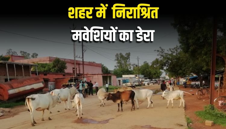 मऊगंज एवं रीवा में सड़क से लेकर खेत तक निराश्रित मवेशियों का डेरा