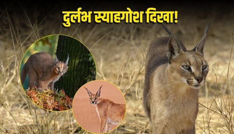 गांधी सागर अभ्यारण्य में दिखा दुर्लभ 'स्याहगोश', संरक्षण में बड़ी सफलता