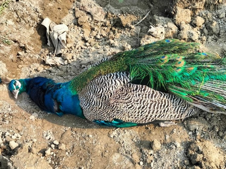 झाबुआ में 11 मोरों की मौत के बाद हडक़ंप