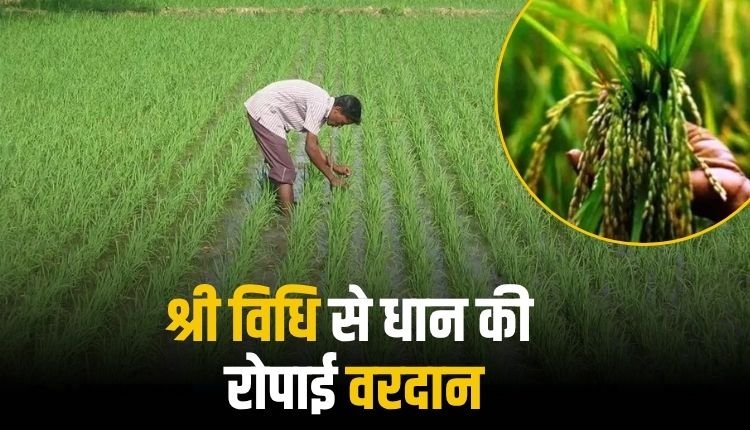 श्री विधि में कम पानी, कम बीज और बिना खरपतवार के धान का होता है अच्छा उत्पादन