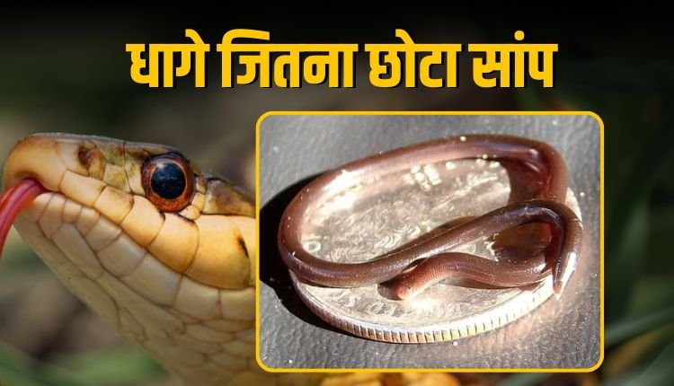 20 साल बाद मिला दुनिया का सबसे छोटा सांप