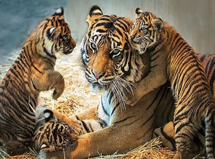 आज देशभर में मनाया जा रहा अंतरराष्ट्रीय बाघ दिवस