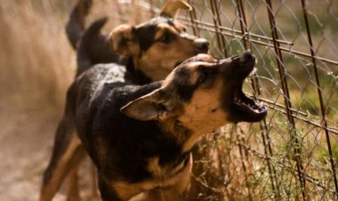 Supreme Court: शेल्टर होम में सिर्फ आक्रामक कुत्ते रखे जाएंगे, बाकी को छोड़ा जाएगा