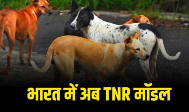 कैसे दुनिया भर में काबू किए जाते हैं आवारा कुत्ते और बिल्ली