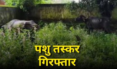 शहडोल में पशु तस्करी का गिरोह पकड़ाया, तीन आरोपियों को पुलिस ने किया गिरफ्तार