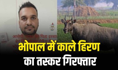 भोपाल में काले हिरण का तस्कर गिरफ्तार, हथियार समेत दबोचा गया