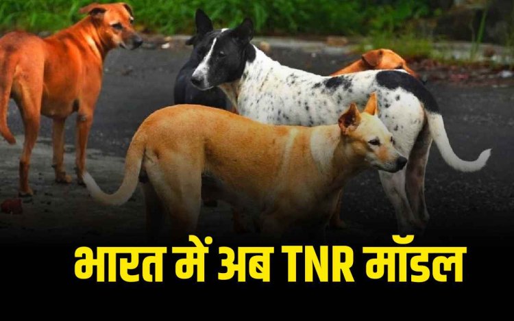 कैसे दुनिया भर में काबू किए जाते हैं आवारा कुत्ते और बिल्ली