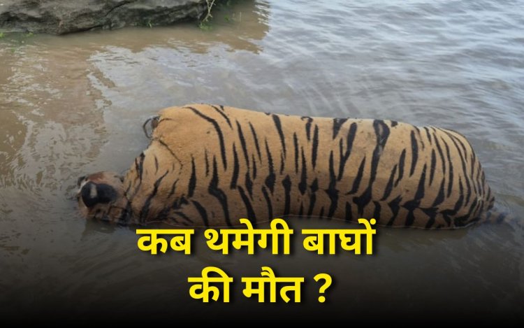 MP News: टाइगर स्टेट में बाघ की एक और मौत, तवा नदी में मिला एसटीआर टाइगर का शव, पंजा गायब