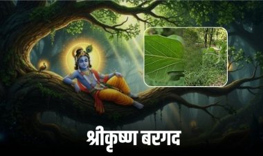 भगवान कृष्ण से जुड़ा दुर्लभ बरगद का पेड़ रीवा में हो रहा संरक्षित