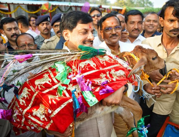 CM डॉ. मोहन यादव ने किया गोवर्धन पूजन, गाय के बछड़े को उठाया गोद, लगाया 56 भोग