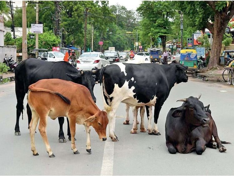MP में ढूंढे नहीं मिलेंगे सड़कों पर आवारा गोवंश सरकार ने बनाई प्लानिंग