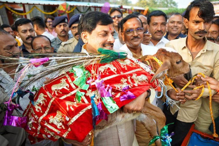 CM डॉ. मोहन यादव ने किया गोवर्धन पूजन, गाय के बछड़े को उठाया गोद, लगाया 56 भोग