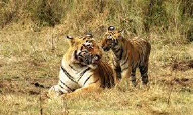 एमपी में बाघों की होगी गिनती, वन विभाग ने शुरू की  तैयारी