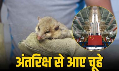 China Mouse Astronauts: चीन के 4 चूहे अंतरिक्ष से जिंदा वापस लौटे!