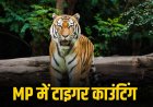मध्य प्रदेश में 18 दिसंबर से टाइगर काउंटिंग, बाघों की संख्या और मूवमेंट रिकॉर्ड होंगे