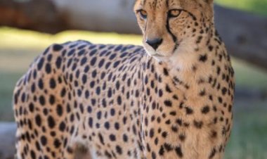 तेज रफ्तार वाहन ने ली चीते की जान, कूनो से निकलकर सड़क पर आए थे 2 चीते