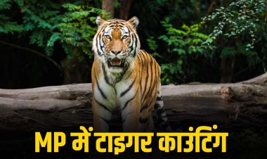 मध्य प्रदेश में 18 दिसंबर से टाइगर काउंटिंग, बाघों की संख्या और मूवमेंट रिकॉर्ड होंगे