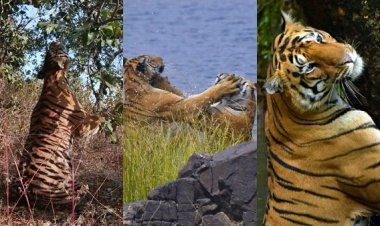 हफ्ते भर में 6 बाघों की मौत, साल का आंकड़ा पहुंचा 54! MP में कब थामेंगे शिकारी