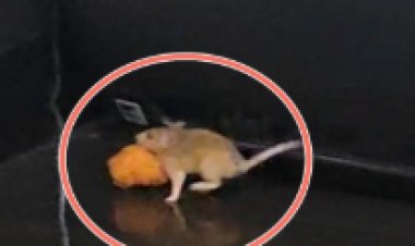 MP के अस्पतालों में चूहों का राज, SNCU में मंगोड़ी लेकर उछलते चूहे, नवजातों की जान से खिलवाड़