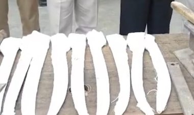 भोपाल में छापेमारी: अवैध हथियार कारखाने का पर्दाफाश,तलघर में बन रही थीं तलवारें