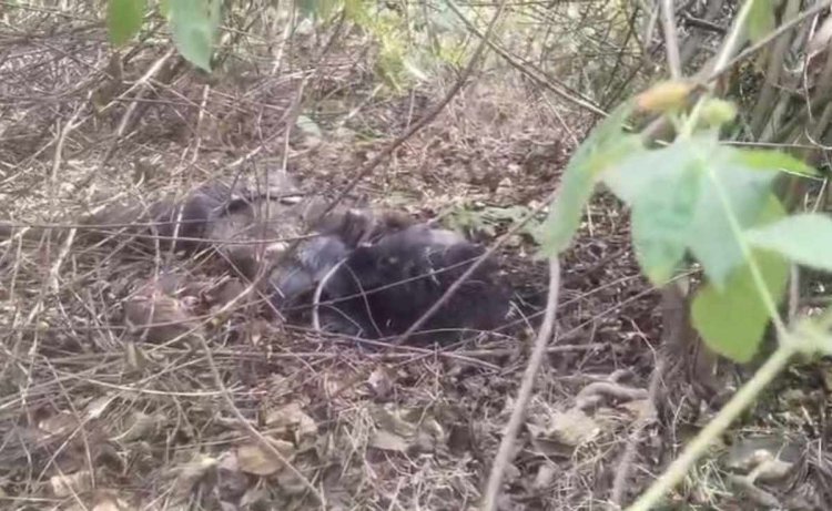 मऊगंज में पिकनिक स्पॉट के पास मिली अज्ञात व्यक्ति की लाश